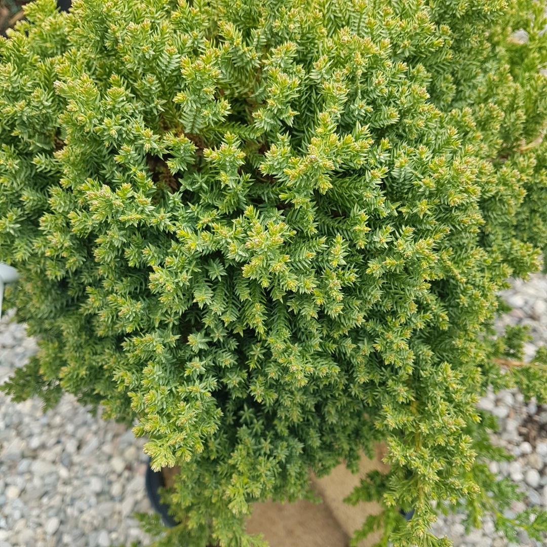 Japanese Garden Juniper dwarf standard tree form for compact garden