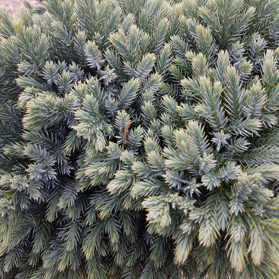Juniperus squamata Blue Star Standard ornamental evergreen Ontario