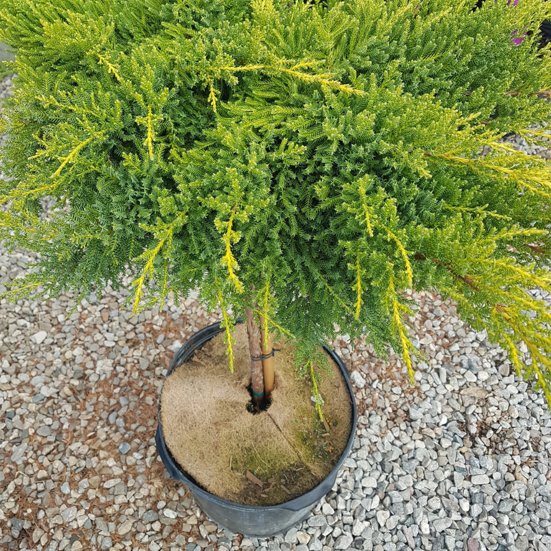 Juniperus Daub’s Frosted standard tree form ornamental evergreen Ontario