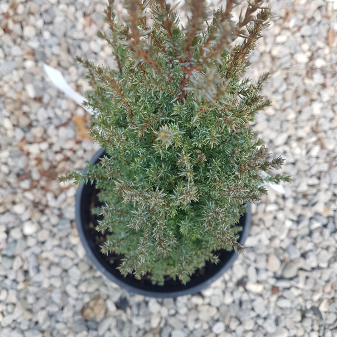 Juniperus communis Pencil Point slender columnar juniper Ontario