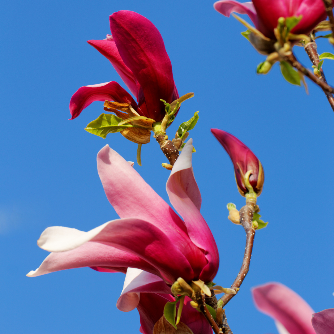 Magnolia Vulcan with large ruby-red blooms at Lakeside Garden Gallery Brampton Ontario