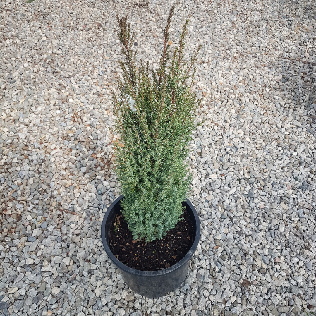 Pencil Point Juniper evergreen shrub for rock gardens and borders