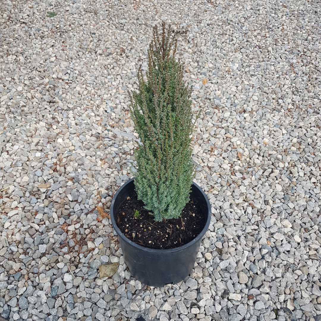 Pencil Point Juniper narrow evergreen shrub at Lakeside Garden Gallery Brampton Ontario