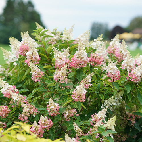 Pinky Winky Hydrangea Proven Winners with white to pink blooms at Lakeside Garden Gallery Brampton Ontario