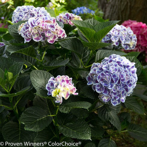 Proven Winners Cityline Mars Hydrangea compact flowering shrub