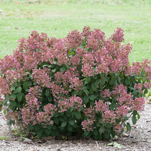 Compact Little Quick Fire Hydrangea hardy flowering shrub in Ontario garden
