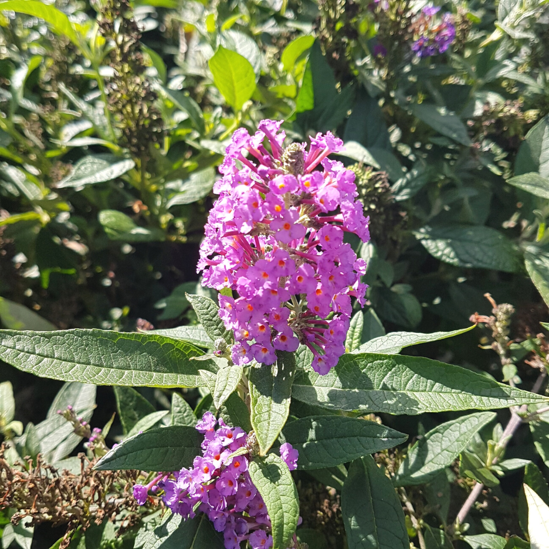 Pugster Periwinkle Butterfly Bush Proven Winners dwarf shrub with blue blooms at Lakeside Garden Gallery Brampton Ontario