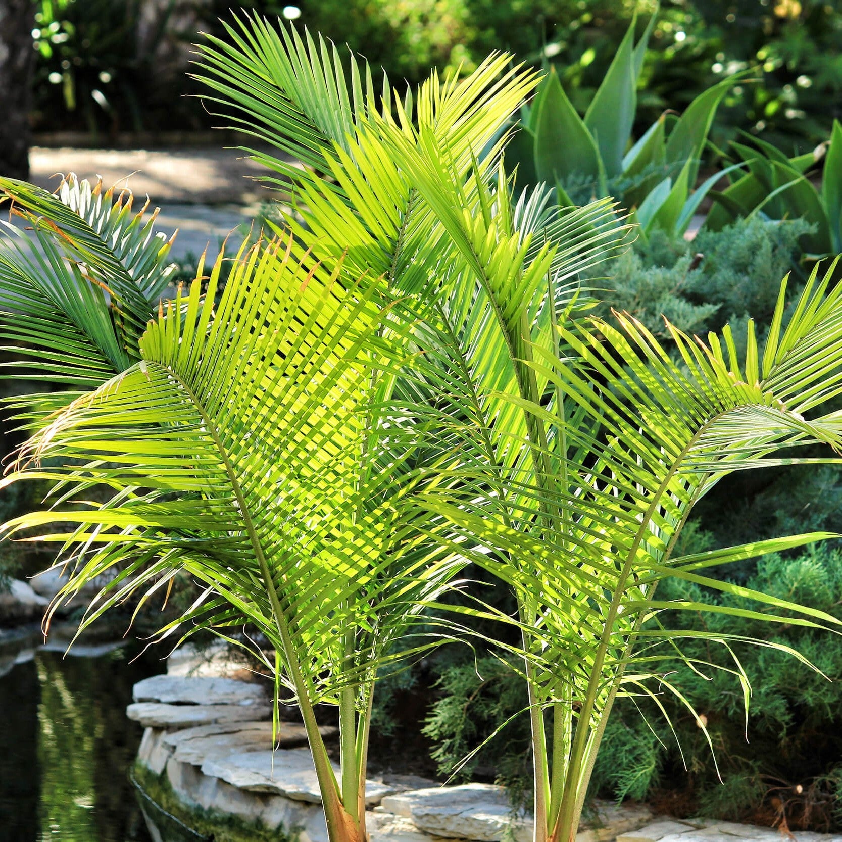 Majesty Palm (Ravenea rivularis) with lush fronds at Lakeside Garden Gallery in Brampton Ontario