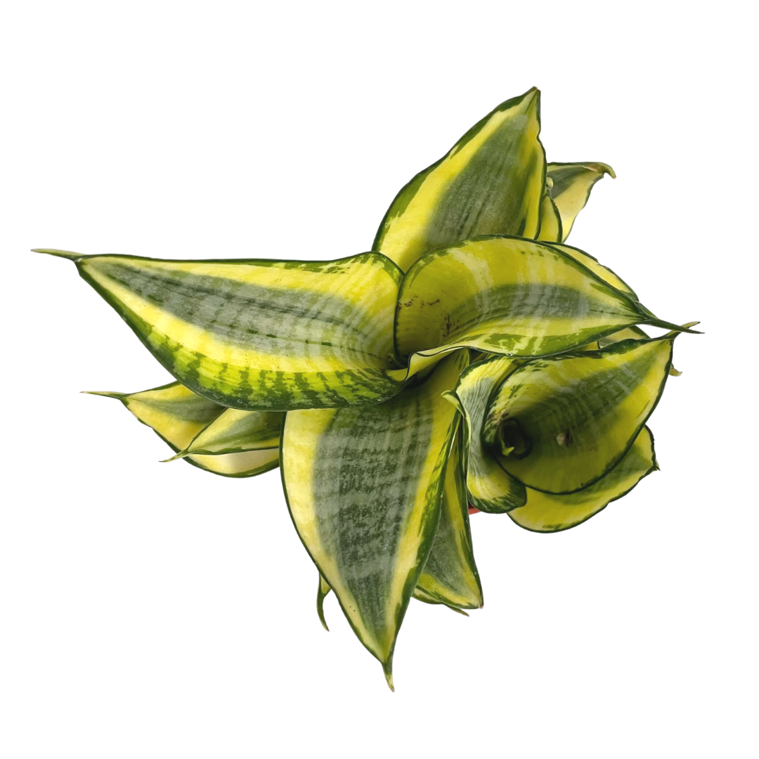 Sansevieria Hahnii Bird’s Nest Snake Plant in decorative pot Ontario