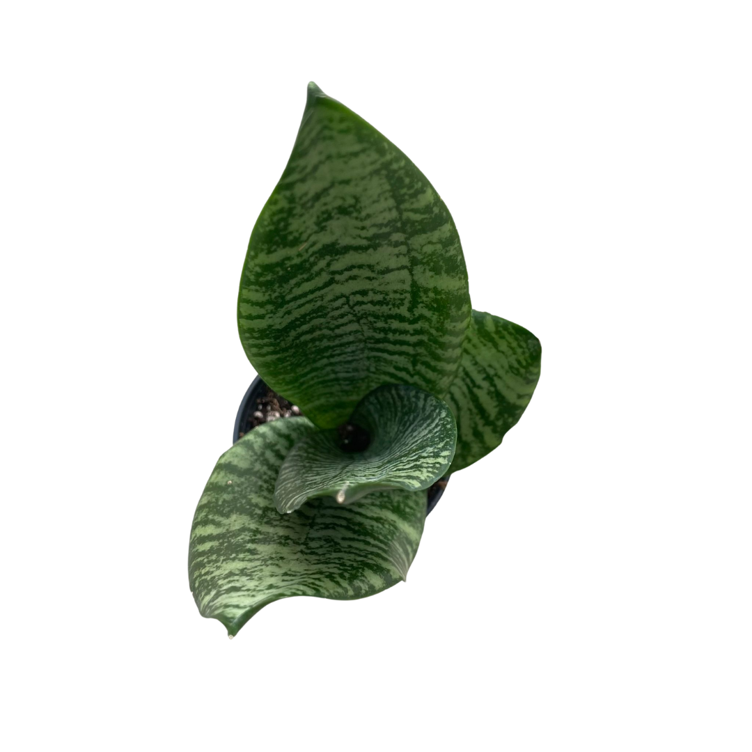 Sansevieria Zeylanica indoor plant in decorative pot Ontario