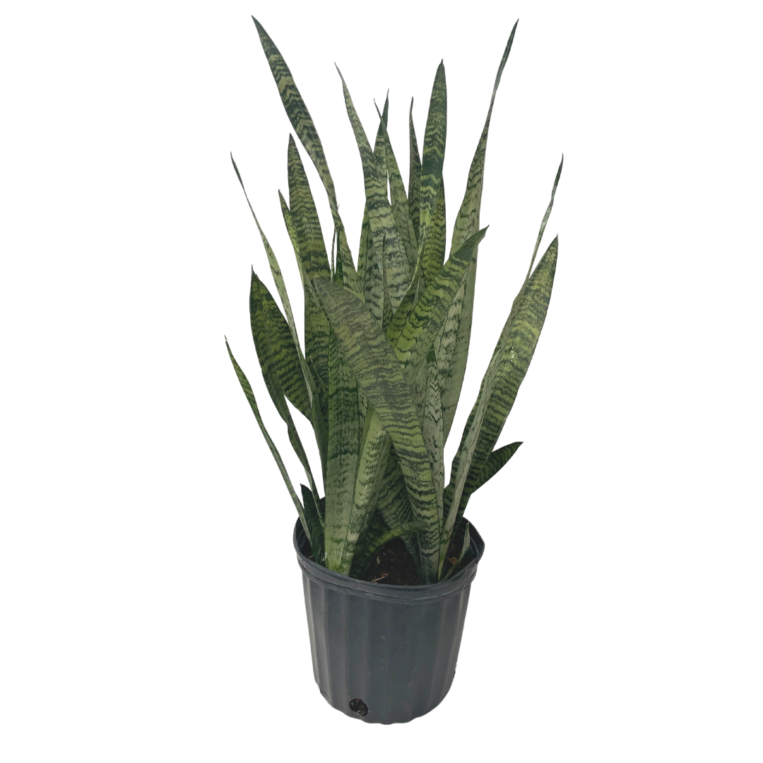 Sansevieria Zeylanica indoor plant in decorative pot Ontario
