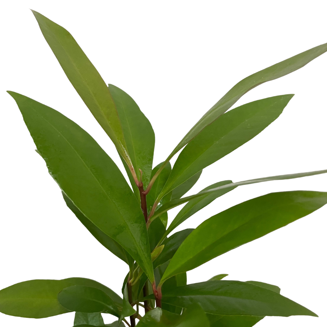 Shoebutton Plant with glossy foliage and flowers available in Ontario garden centre