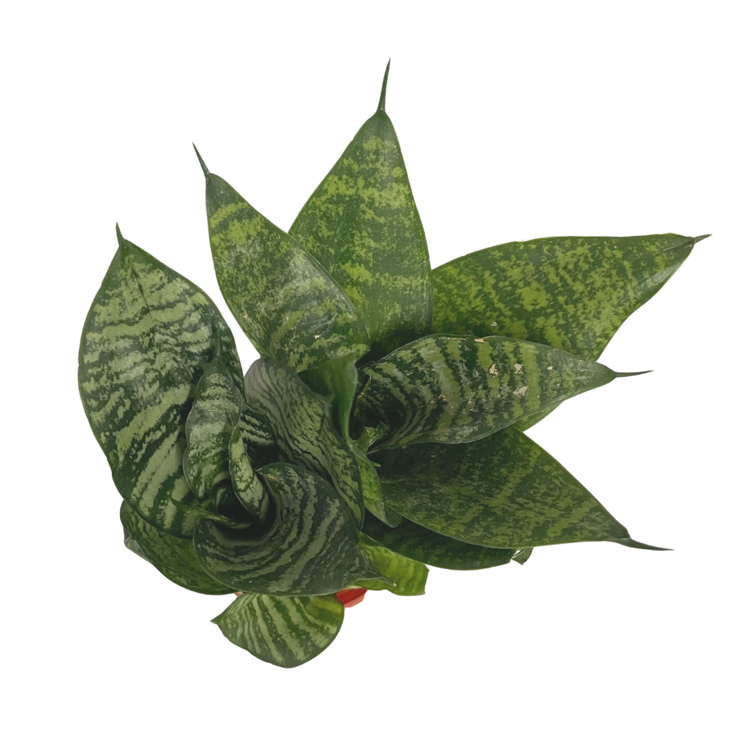 Snake Plant Bird’s Nest compact variety at Lakeside Garden Gallery Brampton Ontario