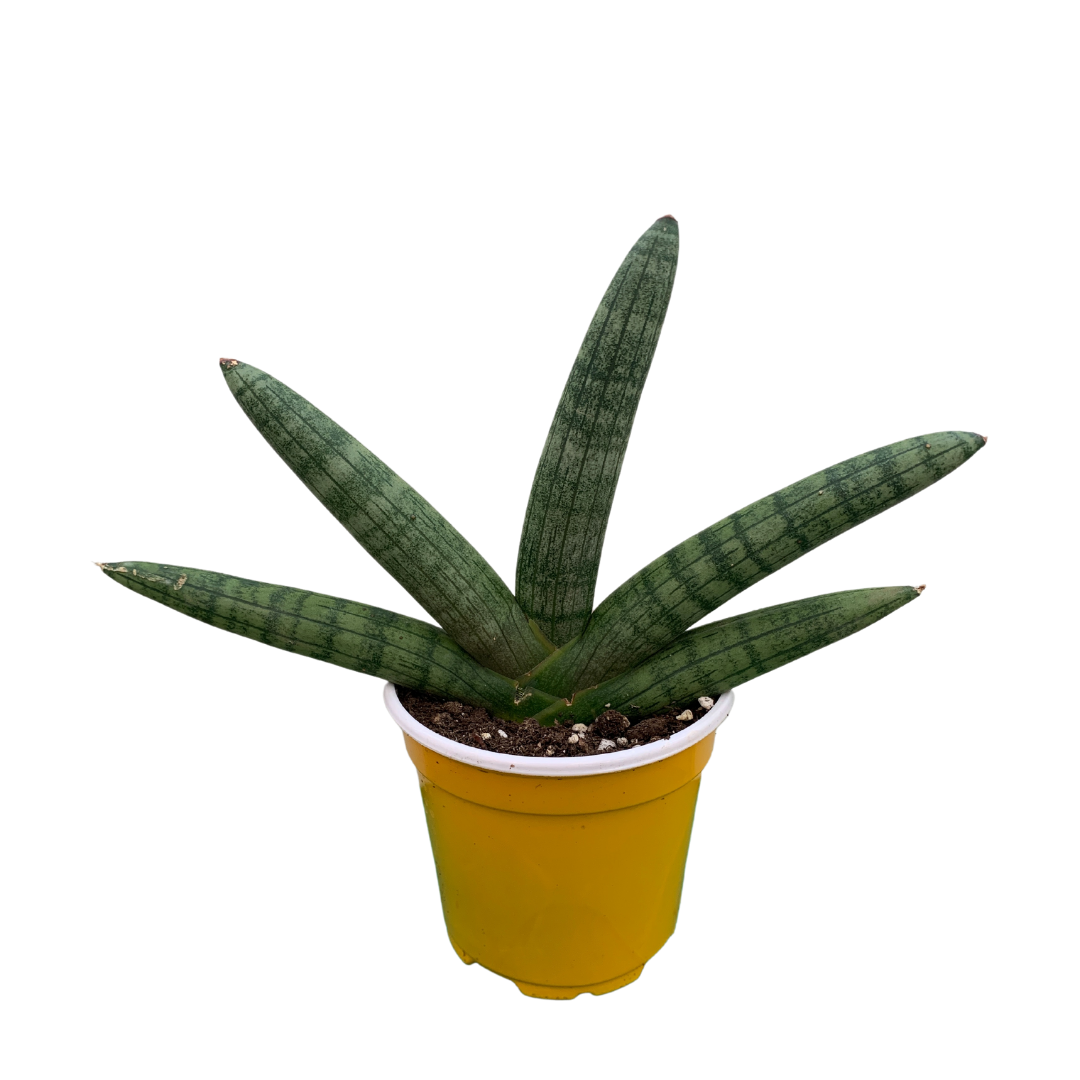 Snake Plant Starfish Lakeside Garden Gallery