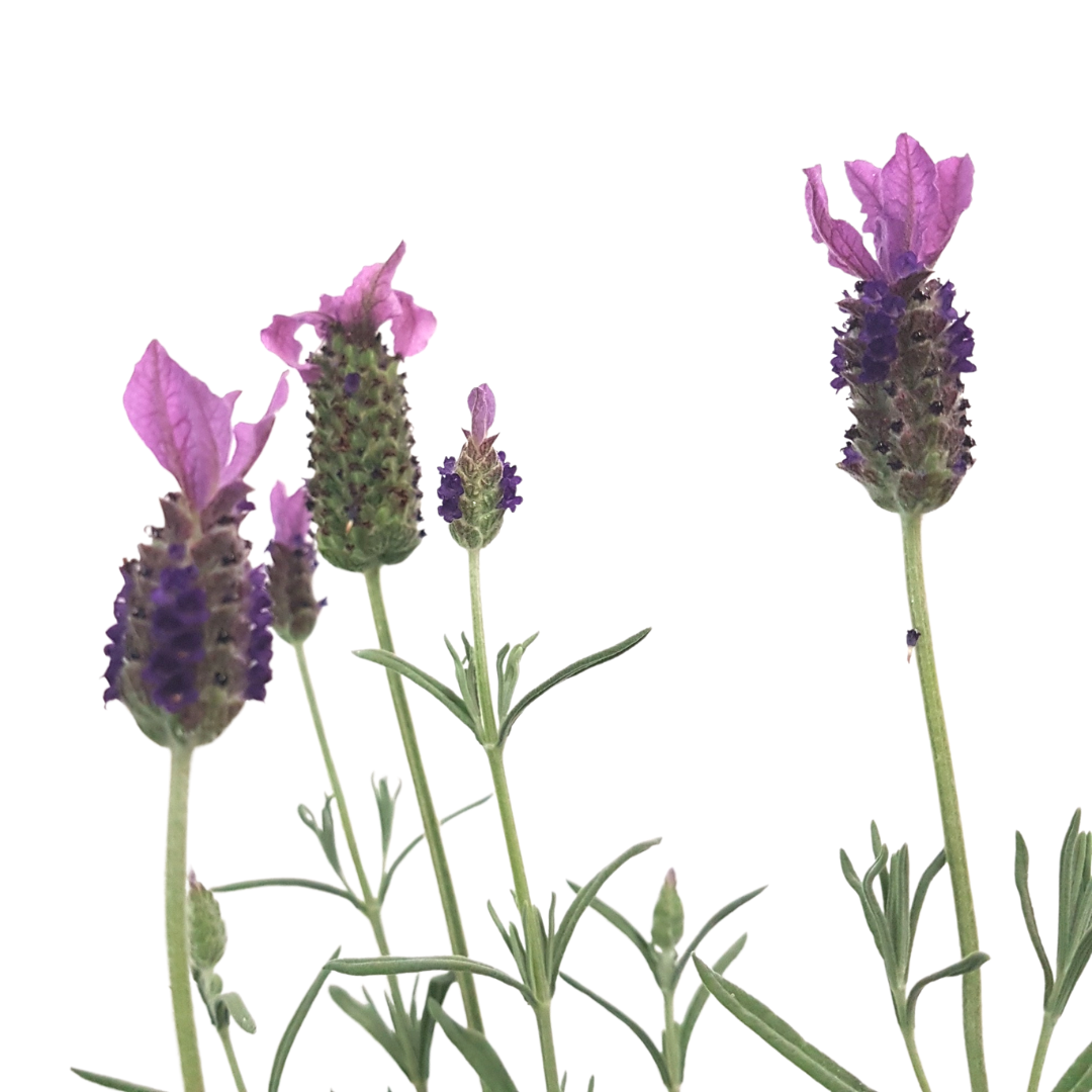 Spanish Lavender Anouk compact variety in bloom Ontario