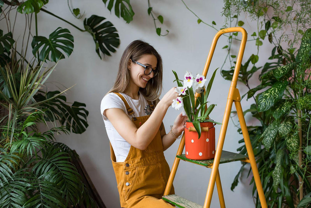 Seven Beautiful and Easy to Care for Houseplants