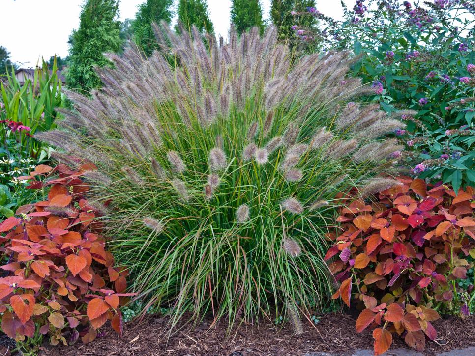 DIY: HARDY ORNAMENTAL GRASSES