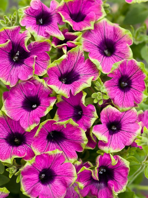 ANNUALS – GARDENS COME ALIVE WITH COLOUR