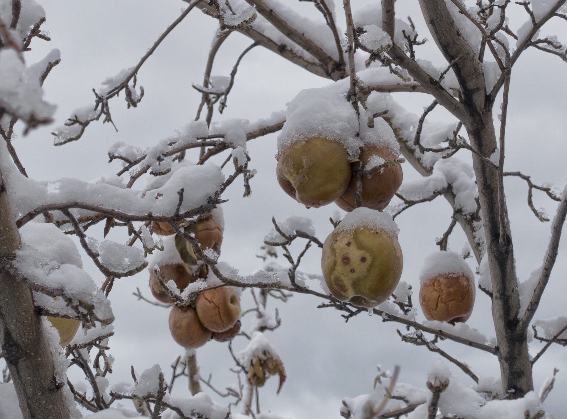 How To Prepare & Protect Your Fruit Trees For Winter