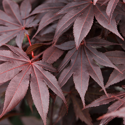 How To Care For Your Japanese Maples?
