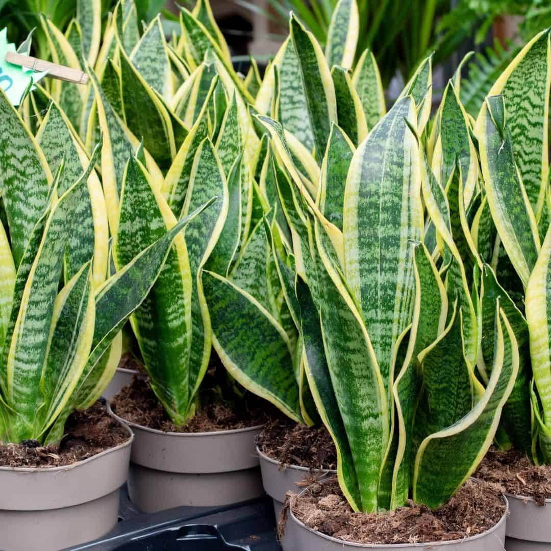 5 Best Indoor Plants to beat the Winter Blues