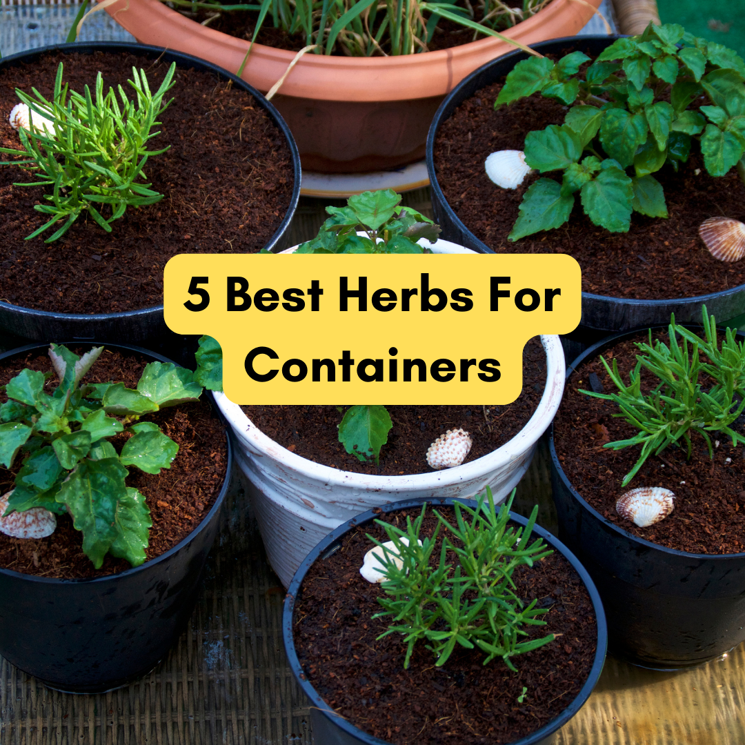 The 5 Best Herbs for A Thriving Container Garden