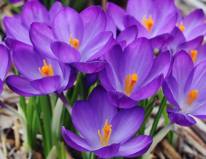 5 Spring Bulbs to Plant Now