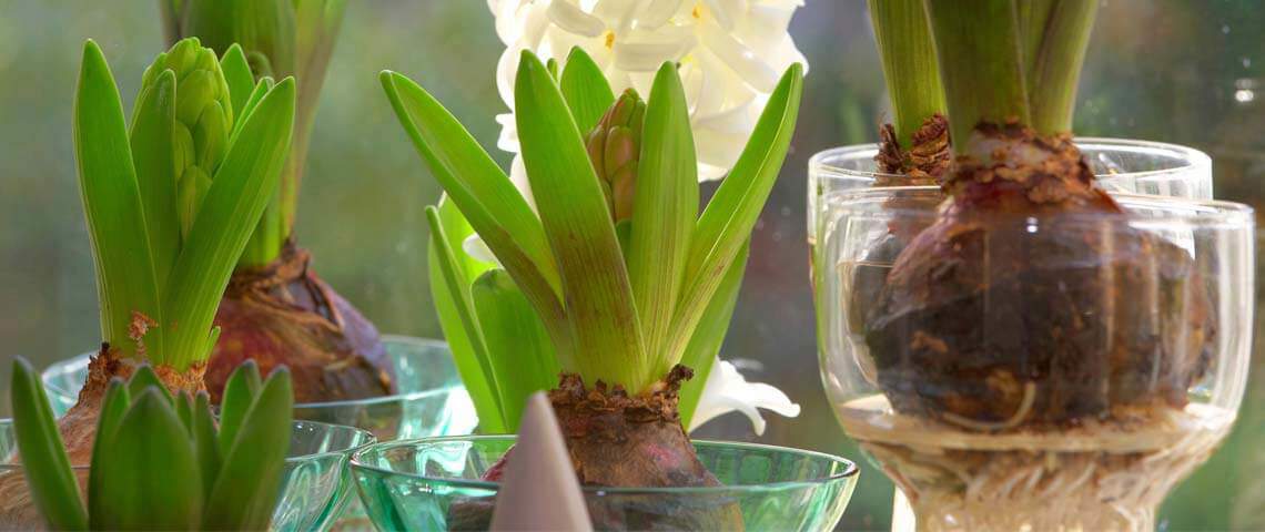 How to Take Care of Potted Bulbs Indoors