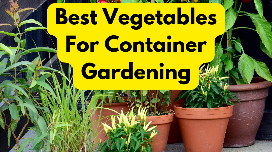The 5 Best Vegetables for Container Gardening