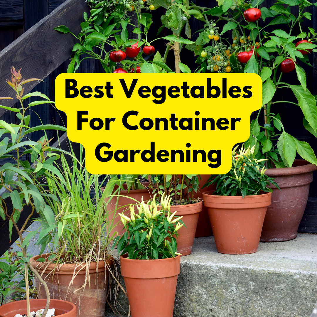 The 5 Best Vegetables for Container Gardening