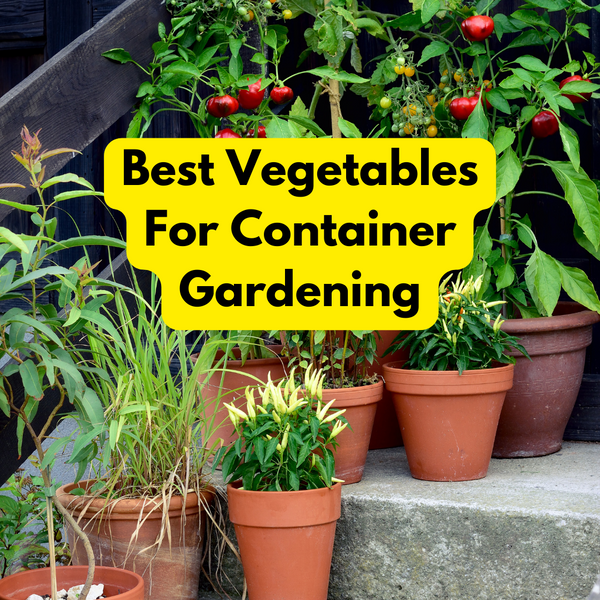 BEST SOIL FOR CONTAINER GARDENING VEGETABLES visual data 5