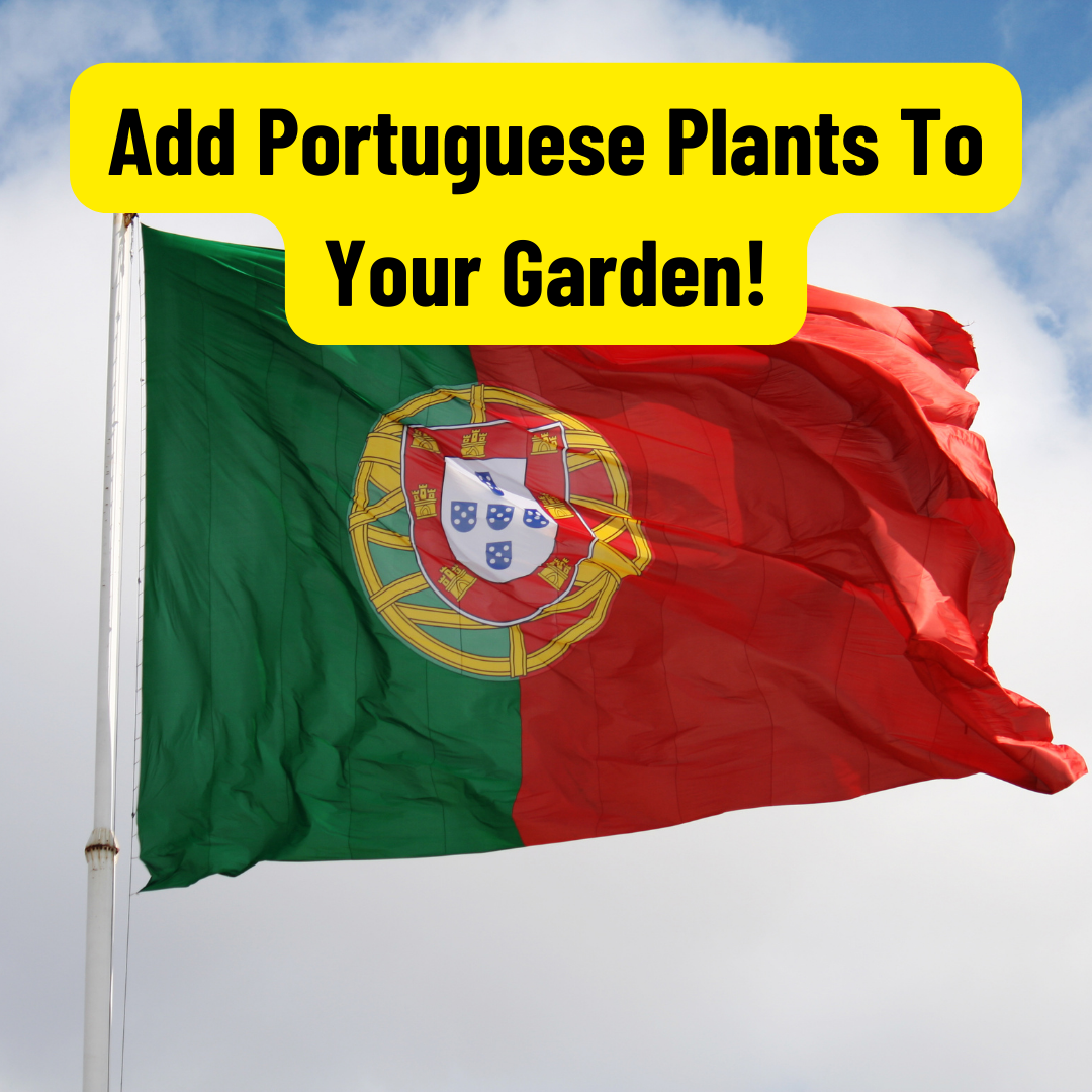 How To Cultivating a Portuguese-Inspired Garden ?