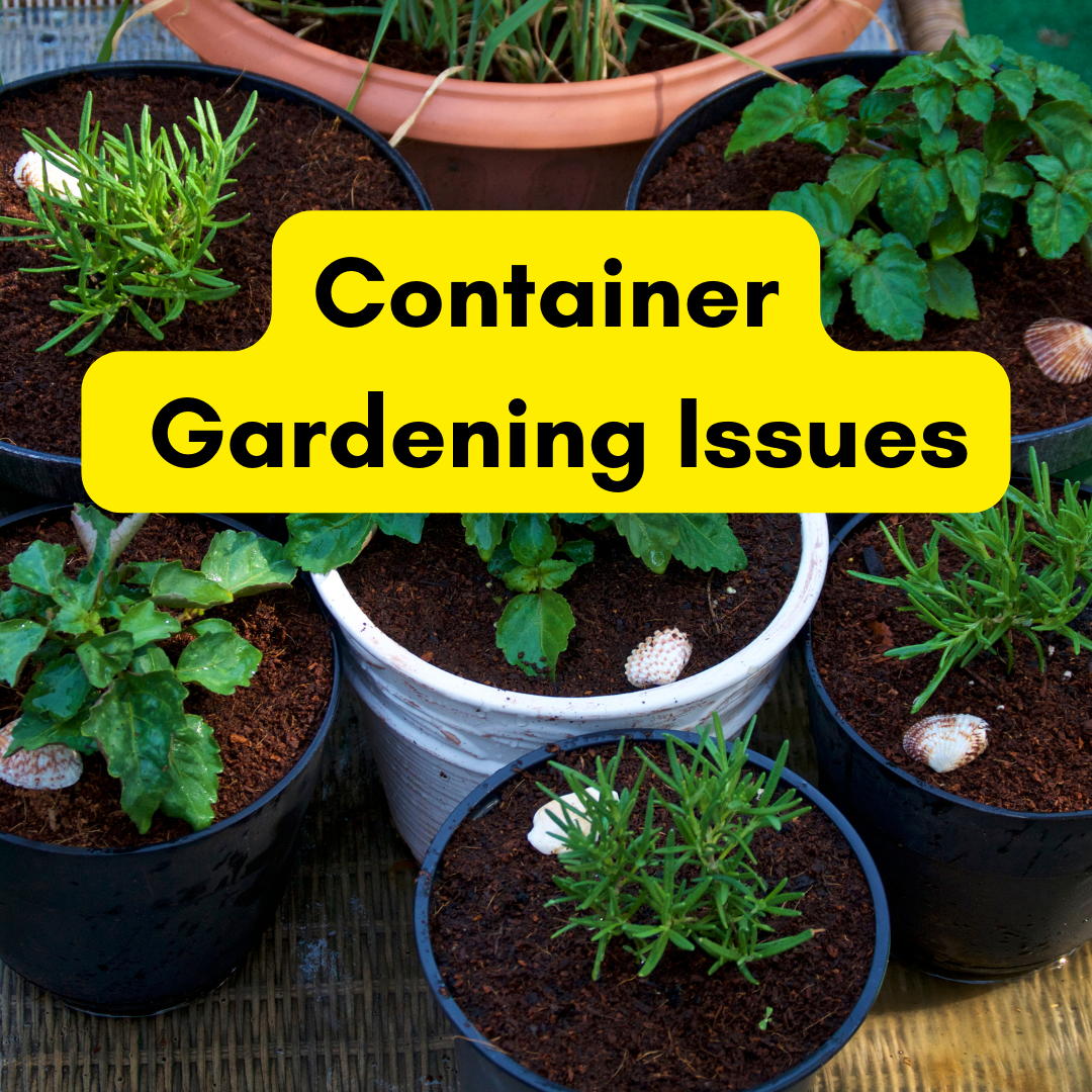 6 Ways to Deal with Common Container Gardening Issues