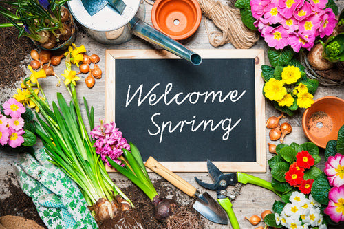 What To Plant In Your Garden Now