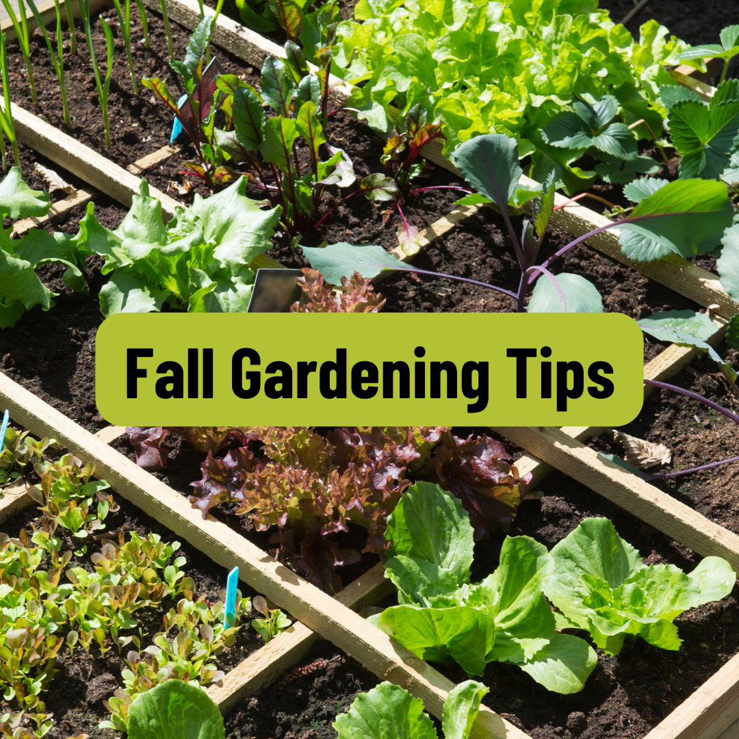 Your Ultimate Guide to Planting Fall Crops