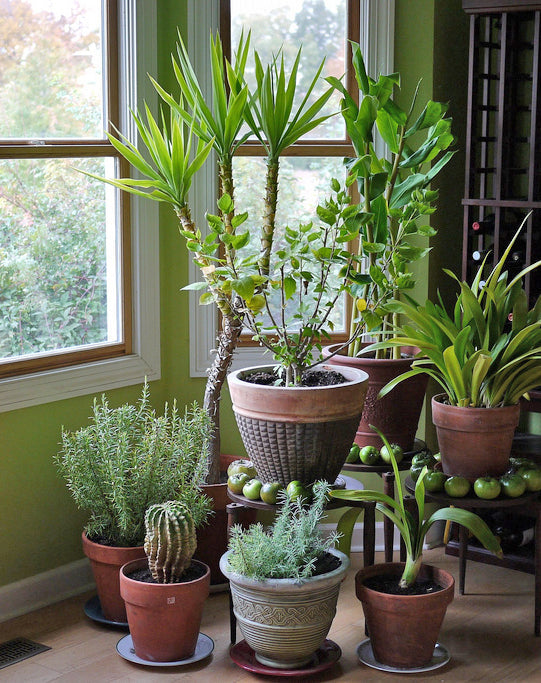 3 Best Tropical Plants to Brighten Your Home During the Darkest Winter Months