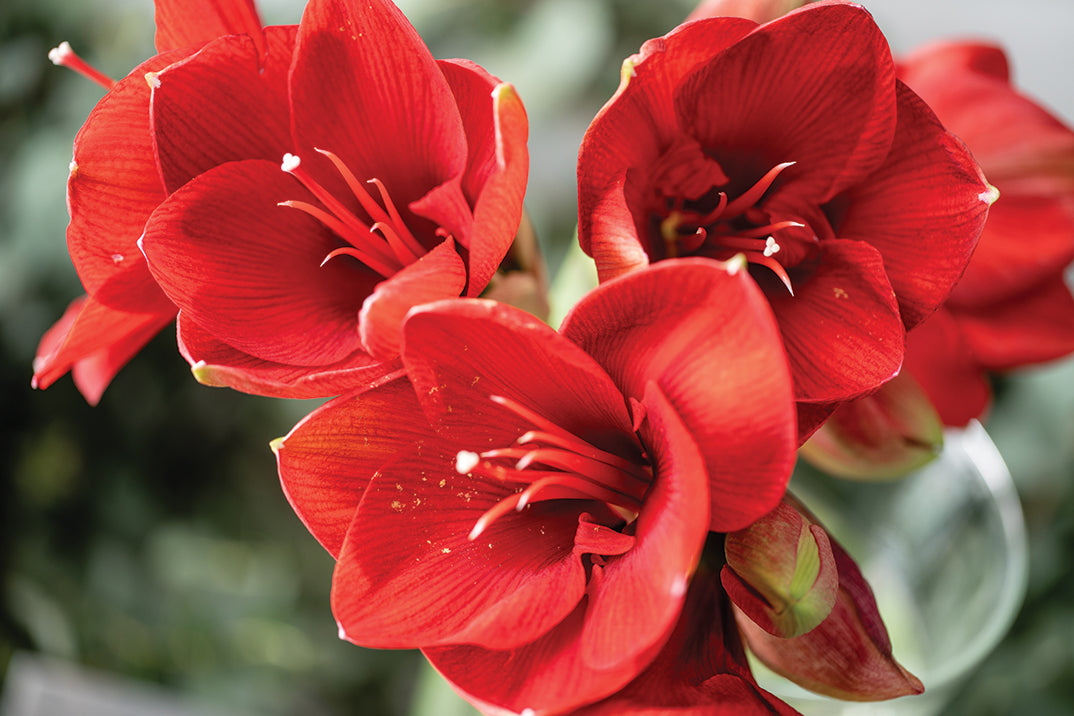 How To Plant An Indoor Amaryllis