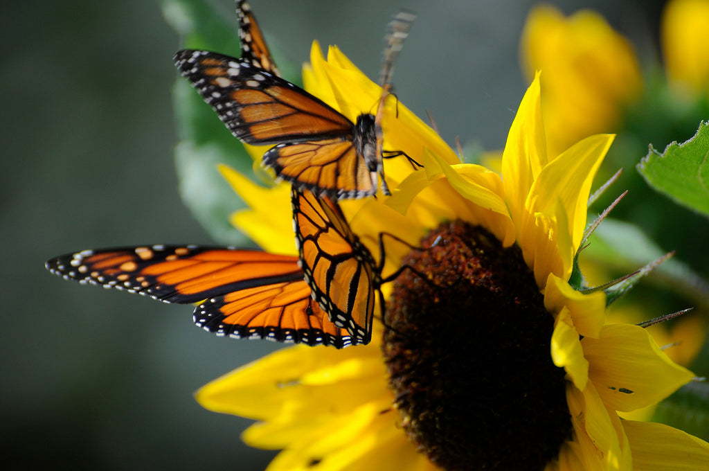 Attracting Butterflies To Your Garden