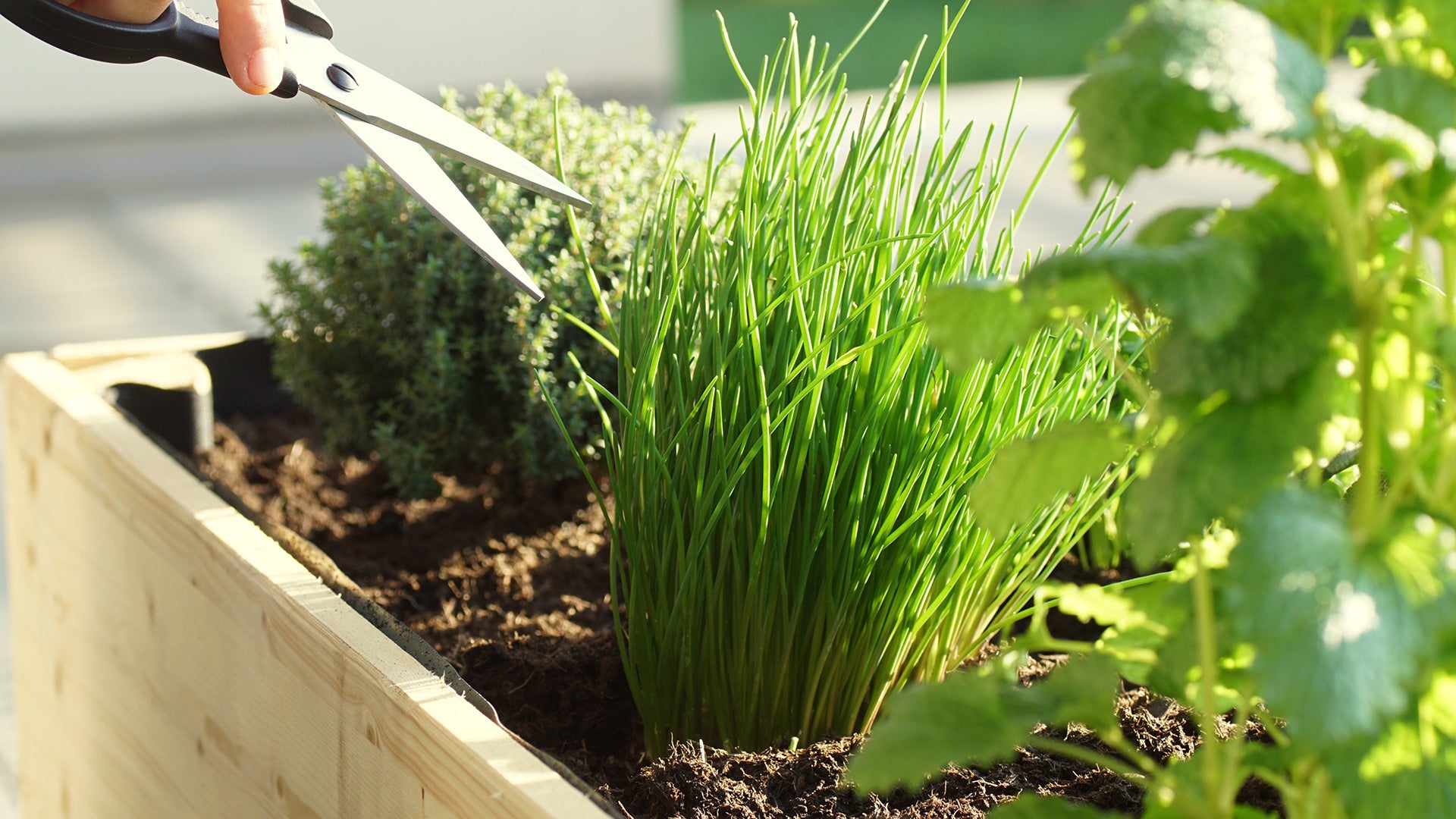 5 Easy Herbs to Grow at Home!