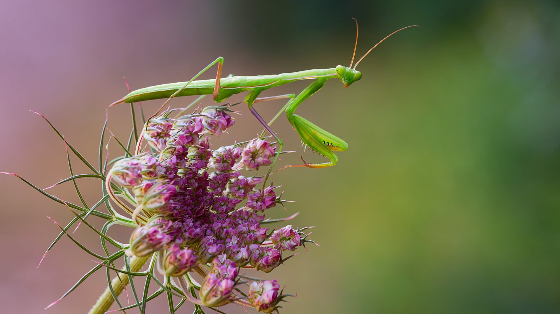 HOW TO ATTRACT PRAYING MANTISES TO YOUR GARDEN?