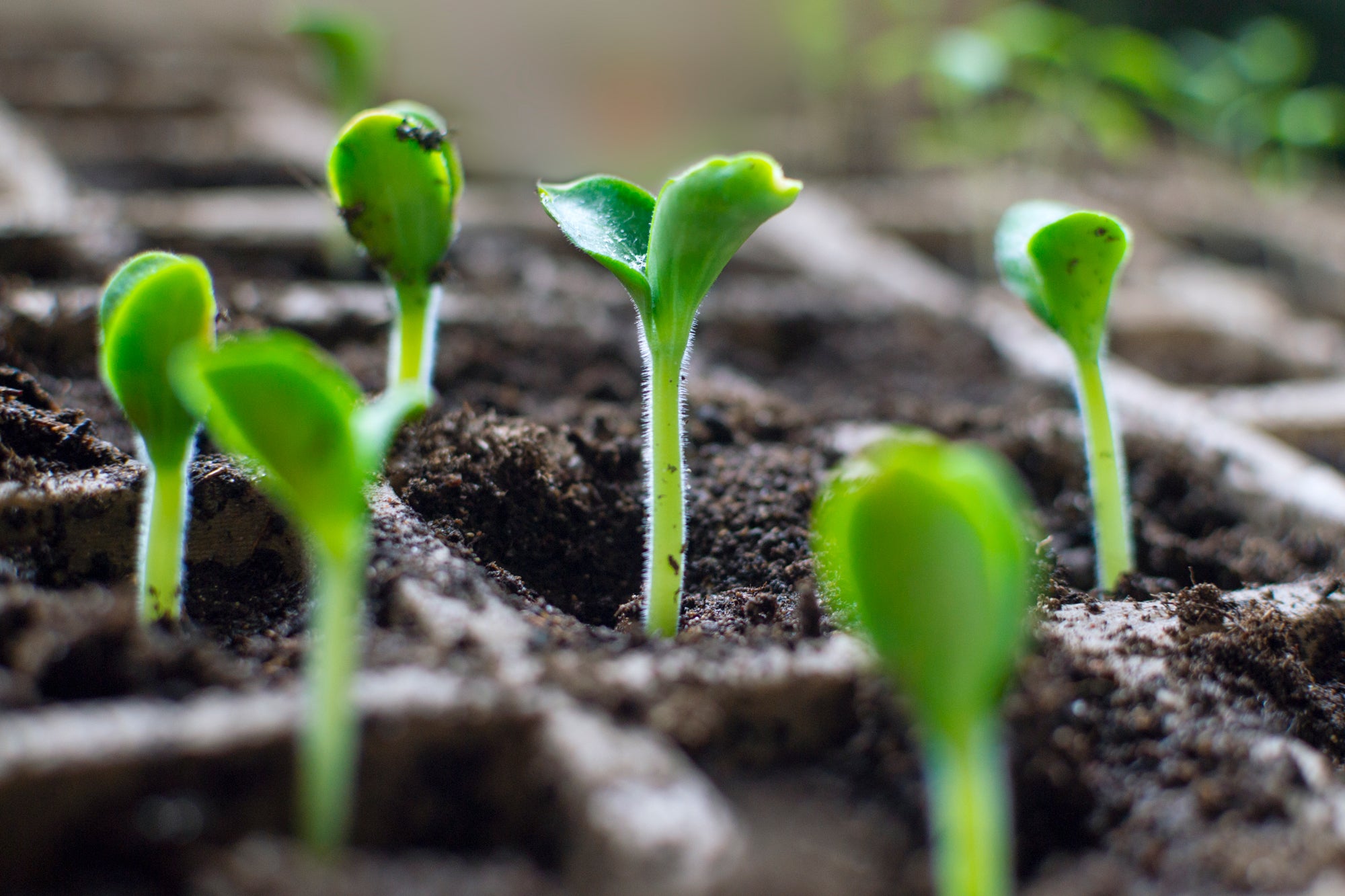 Ready for Seed Starting?