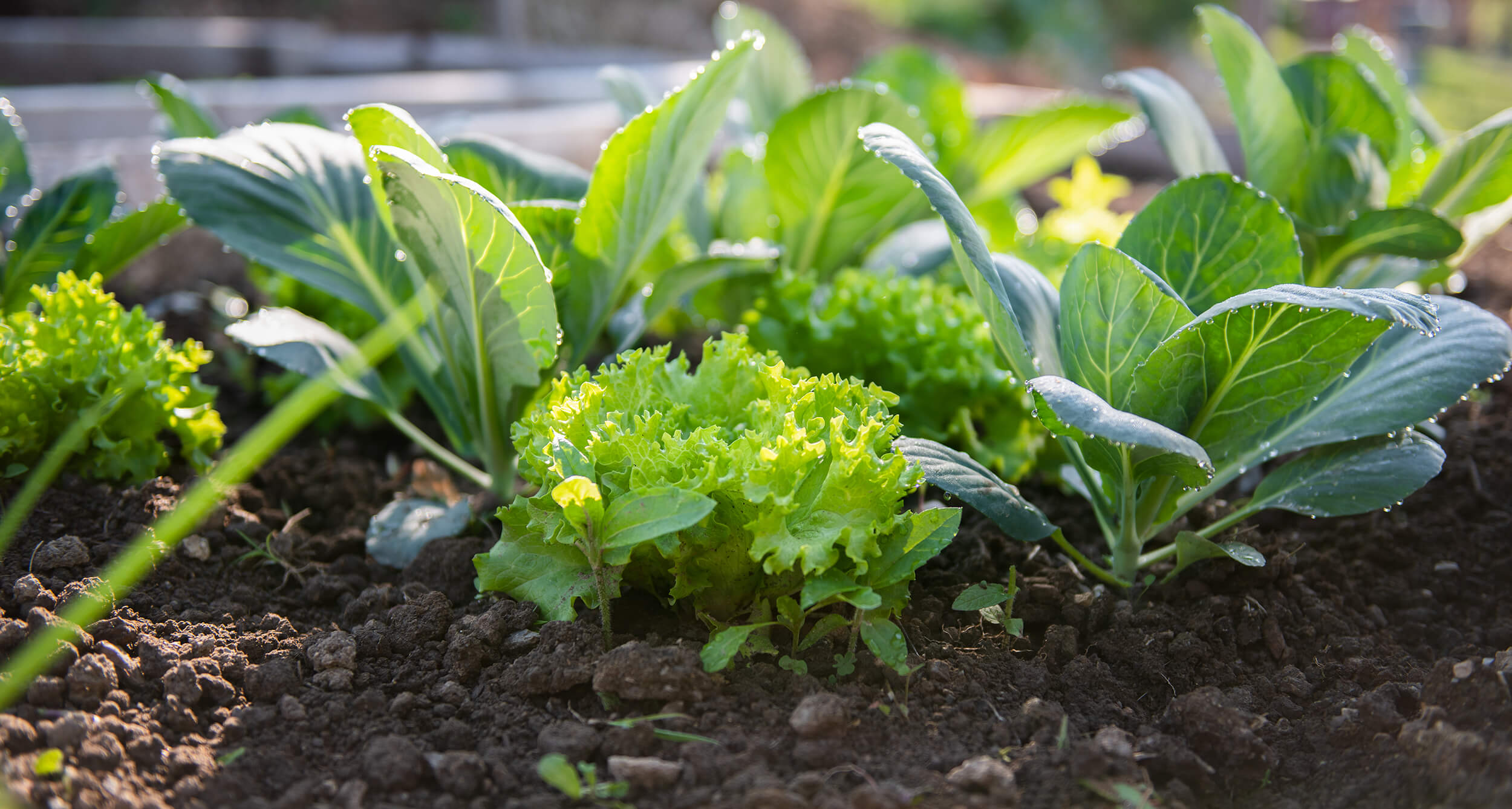 Home Grown: Cold Hardy Crops