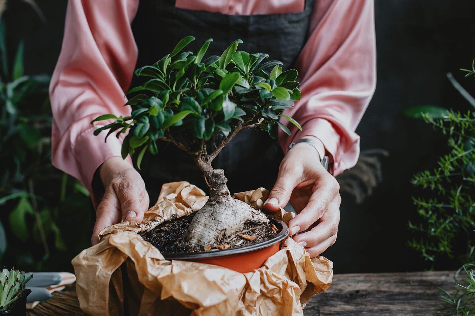 Caring For Your Bonsai