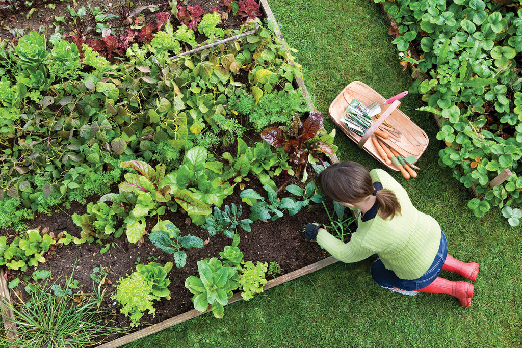 Planting a Vegetable Garden