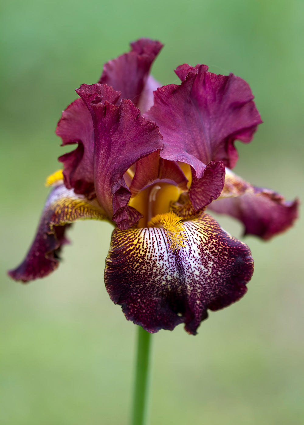 DIY: COLOUR SPRING TO FALL – SIX BASIC PERENNIALS