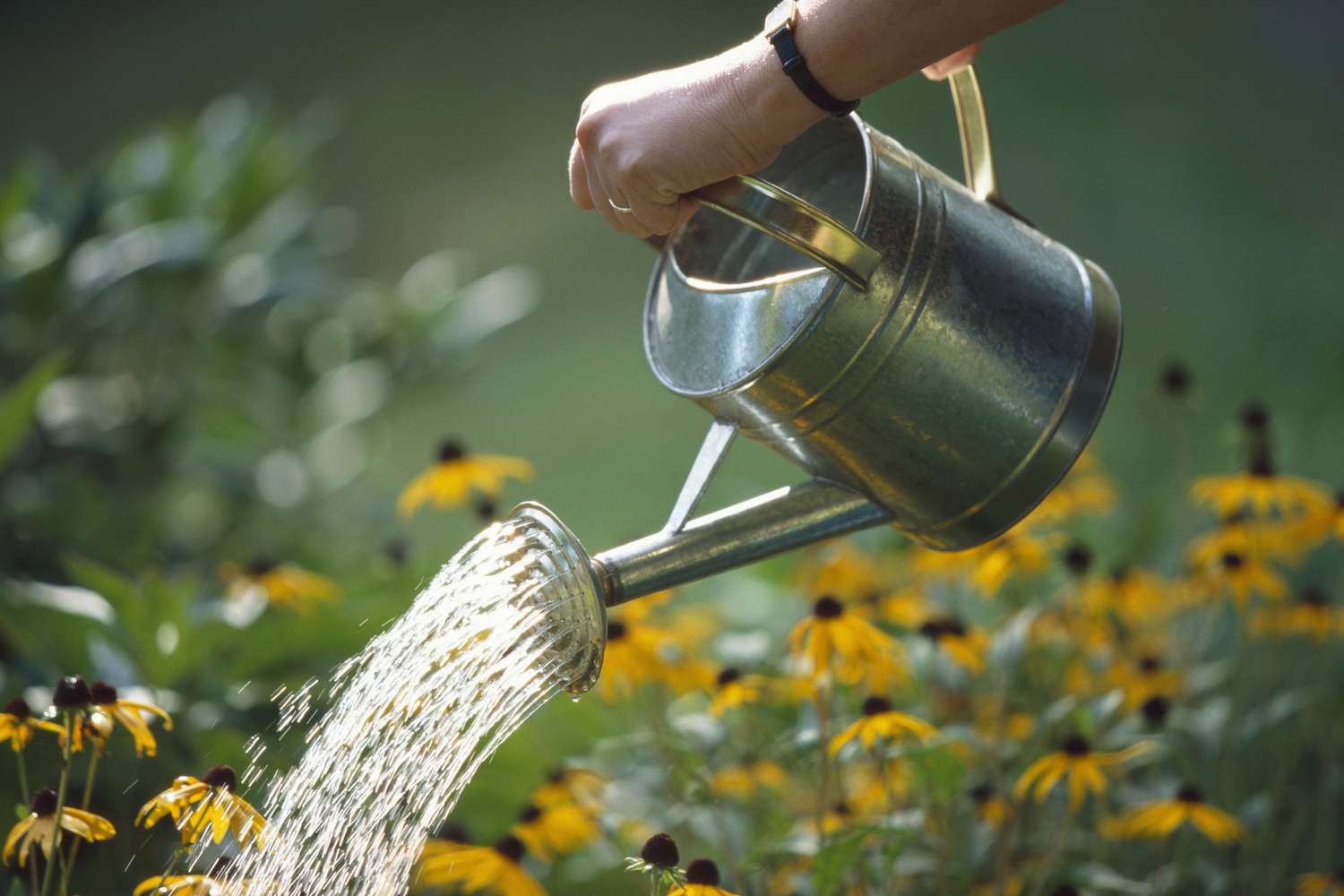 5 Ways To Keep Your Plants Safe During the First Heatwave of the Season