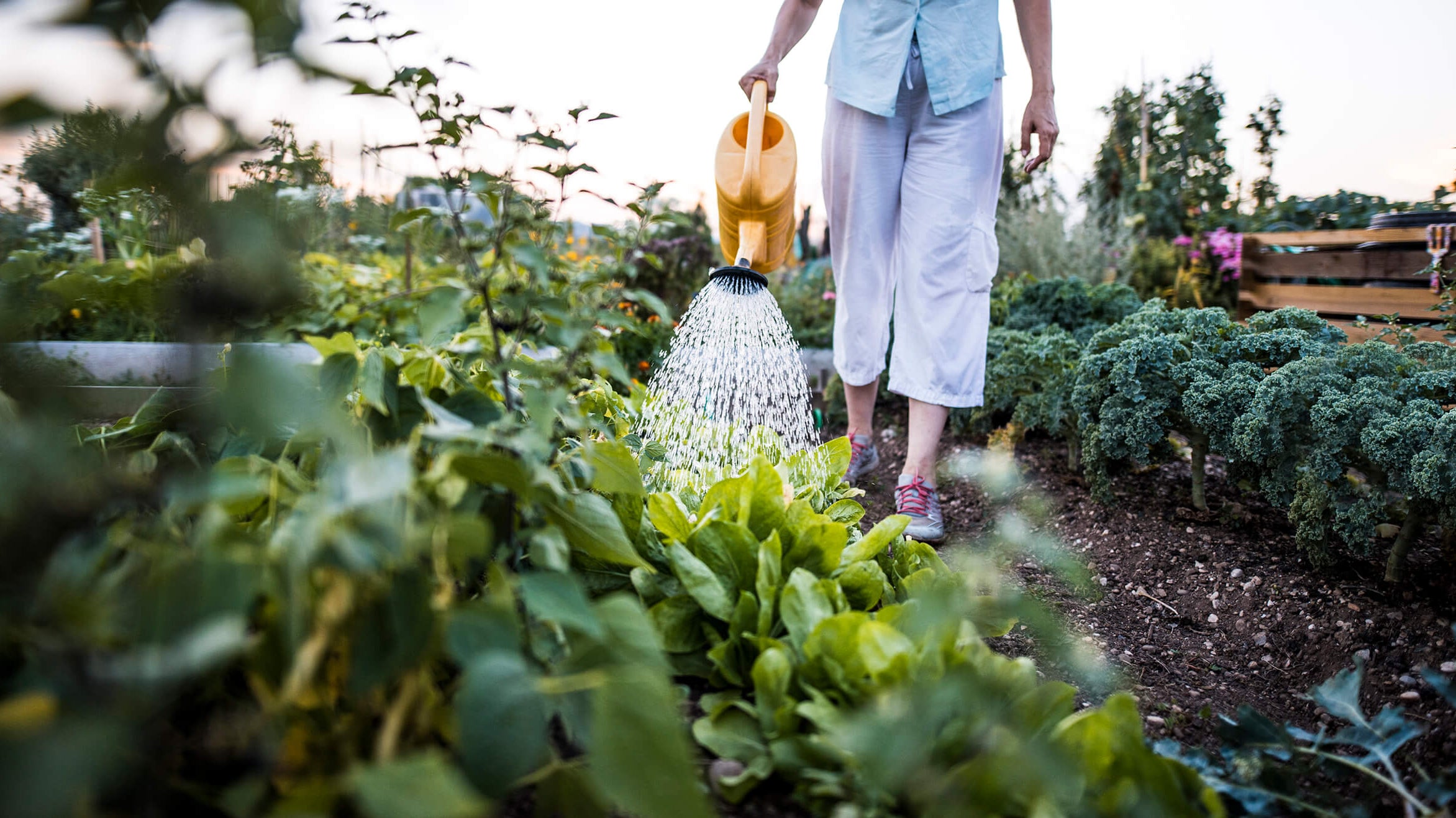 How To Keep Your Garden Hydrated