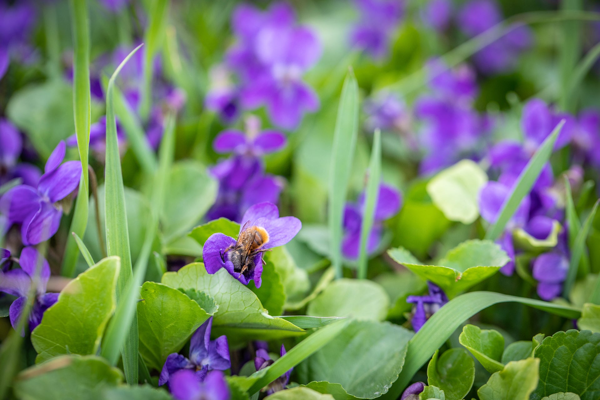 WHY ARE MASON BEES BENEFICIAL TO YOUR GARDEN?