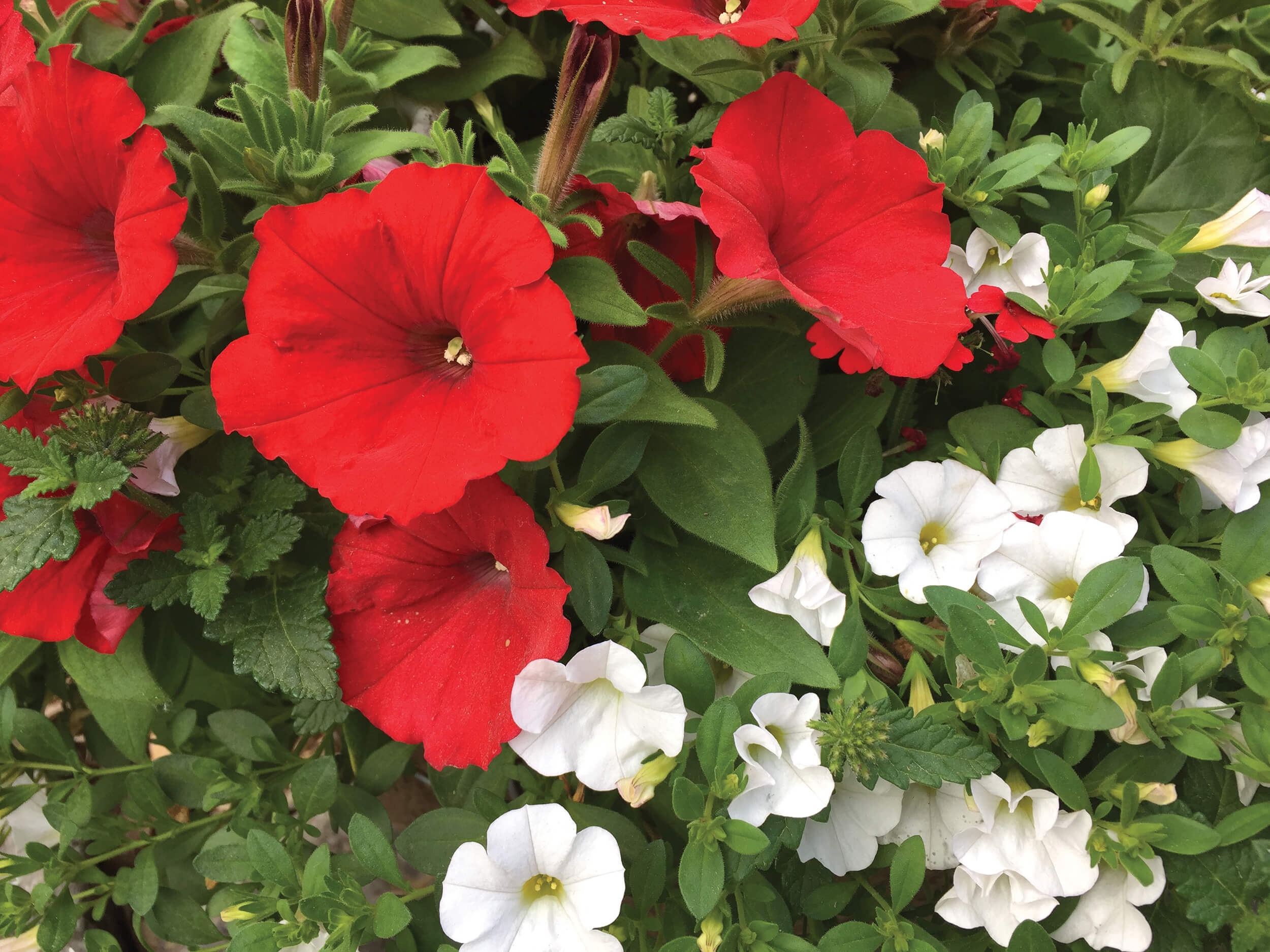 Celebrate Canada Day in Your Garden