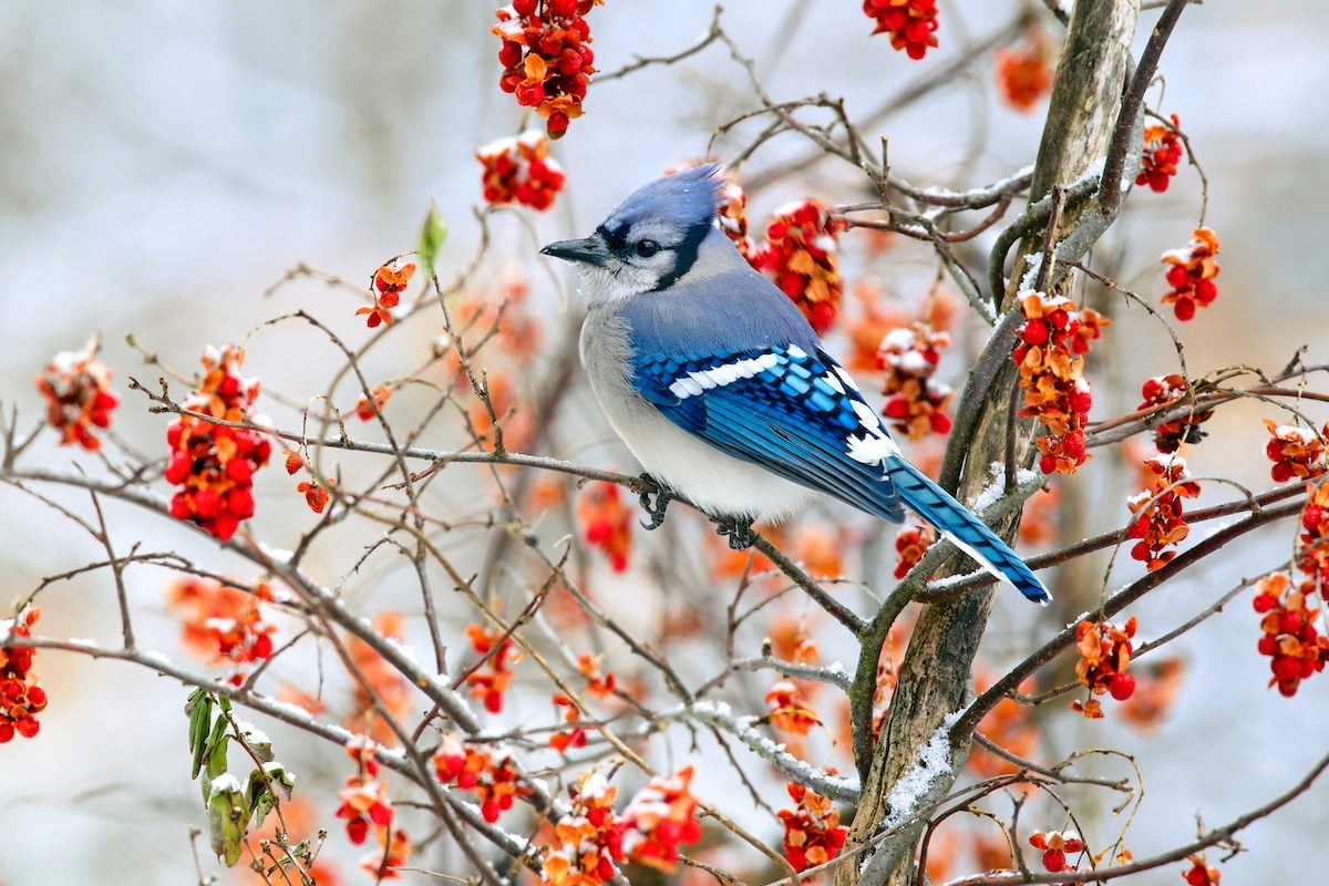 5 Ways to Attract Birds to Your Garden Over Winter